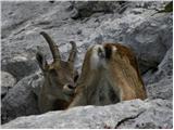 Planina Zajzera - Montaž / Jôf di Montasio